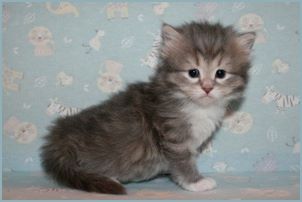 Male Siberian Kitten from Deedlebug Siberians